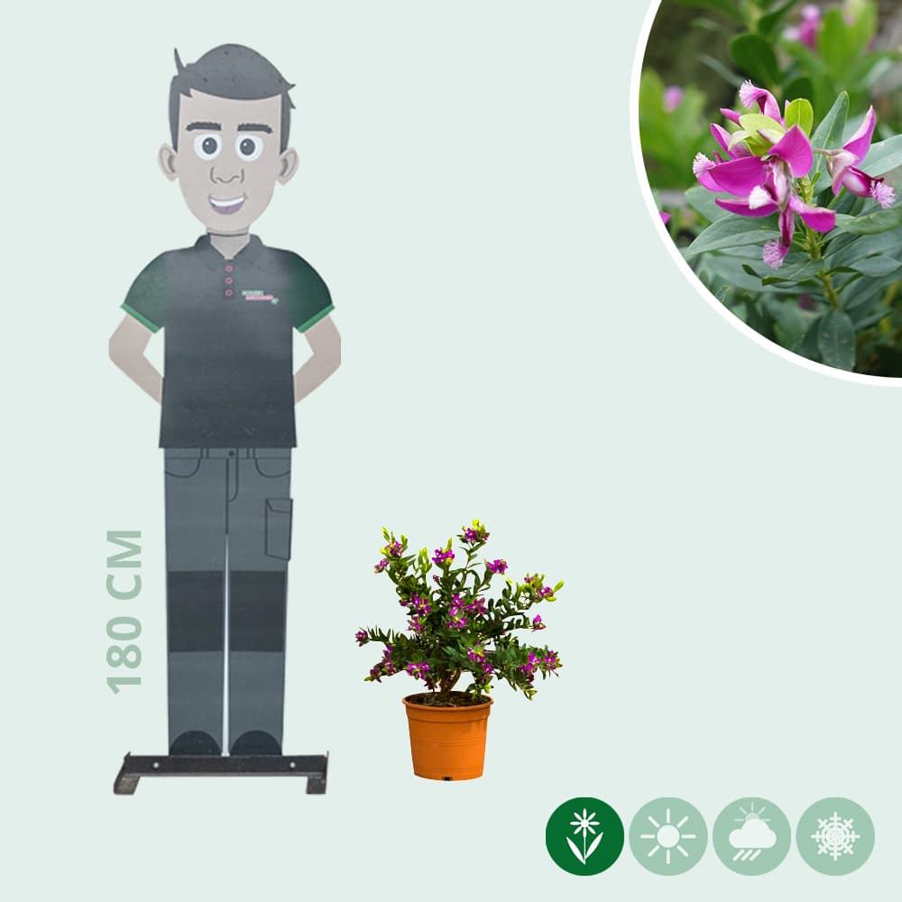 Kreuzblume
