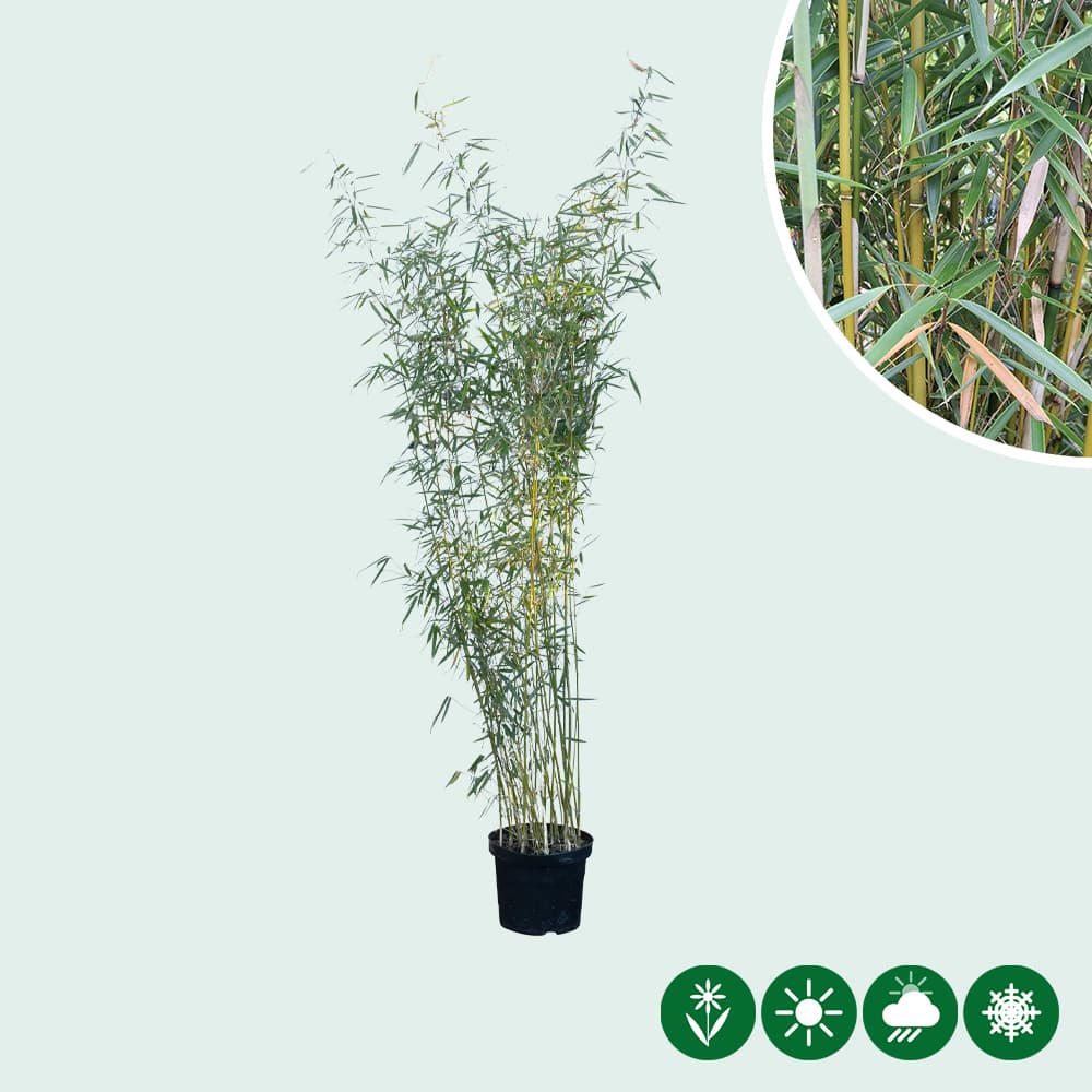 Bambus Fargesia robusta 'Campbell'