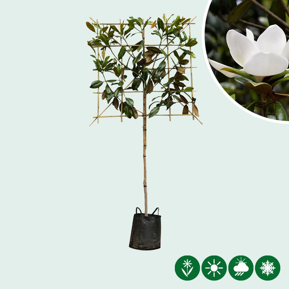 Magnolie grandiflora als Spalier