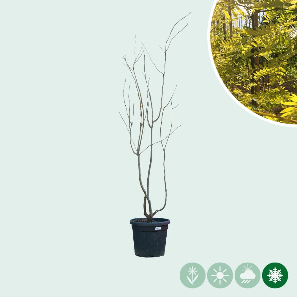 Gelber Dornenloser Lederhülsenbaum mehrstämmig