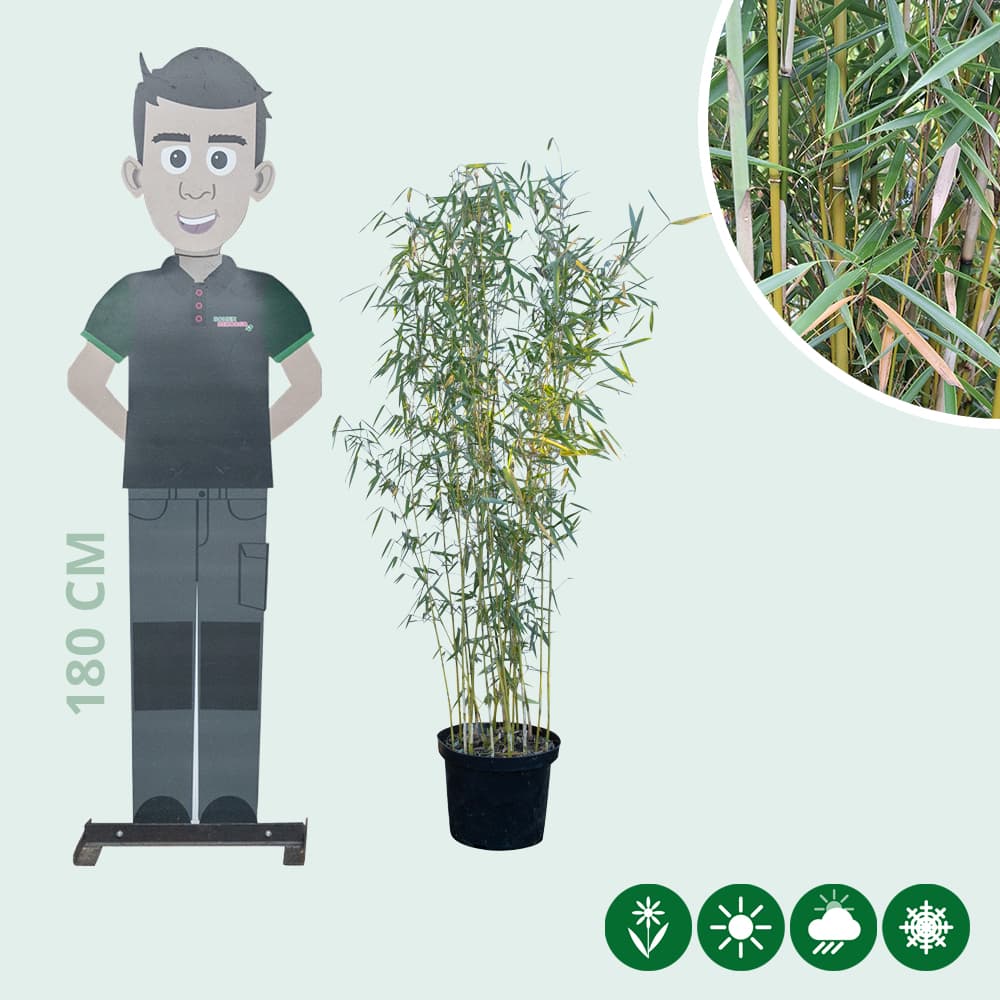 Fargesia robusta 'Campbell'