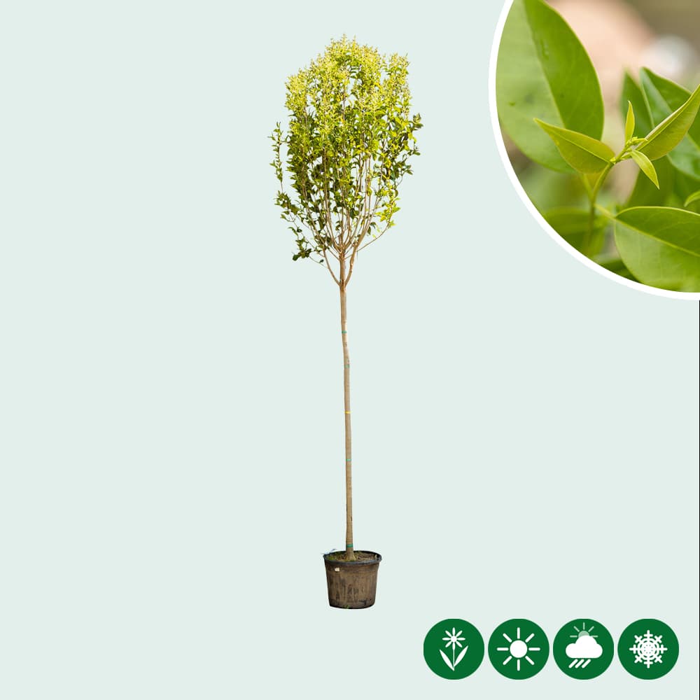 Japanischer Liguster