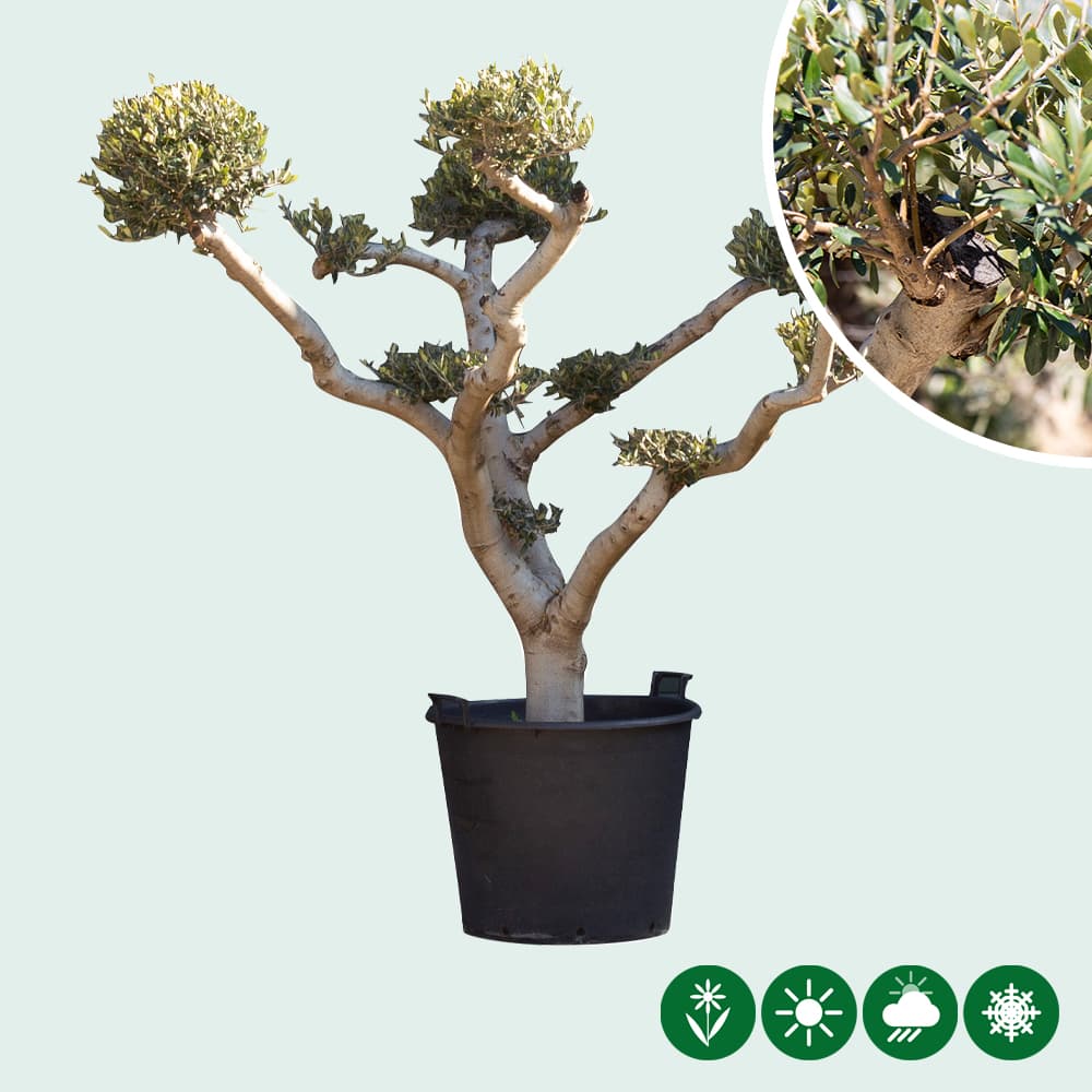 Olivenbaum 'Pom Pon'