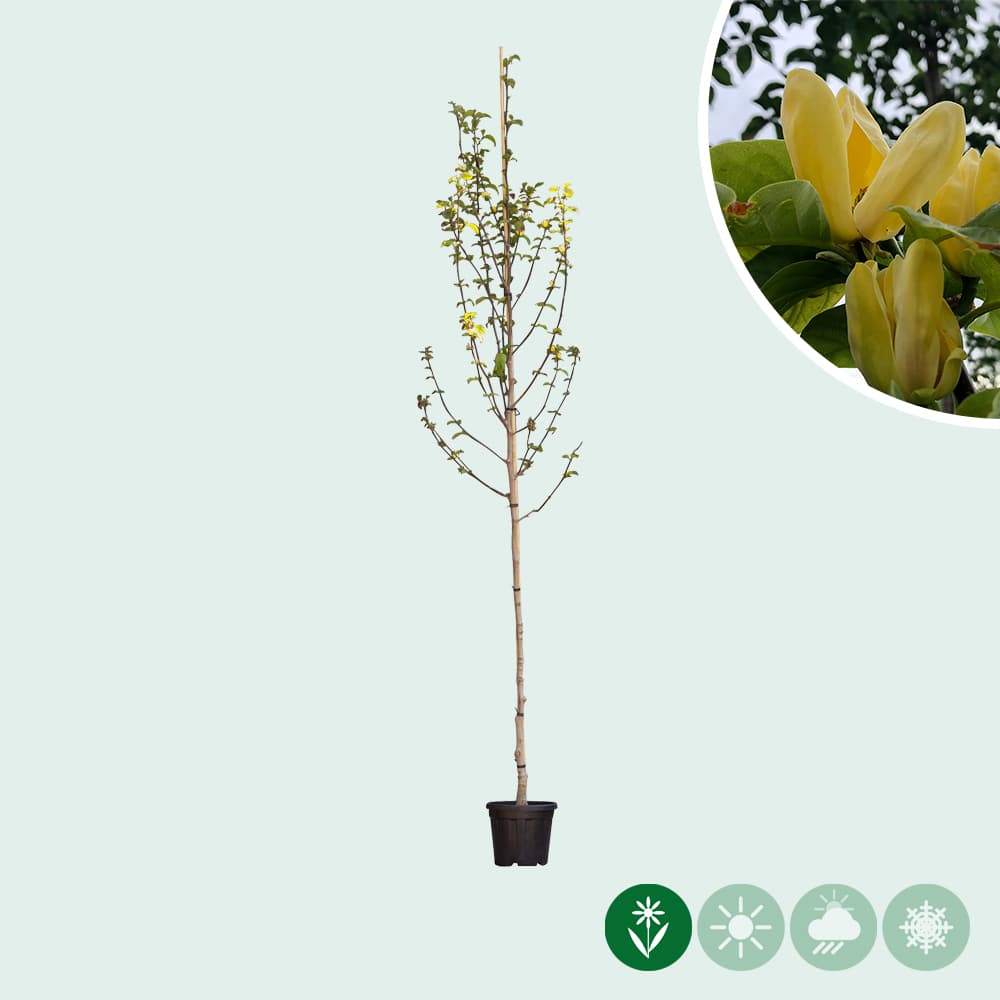 Magnolia brooklynensis 'Yellow Bird'
