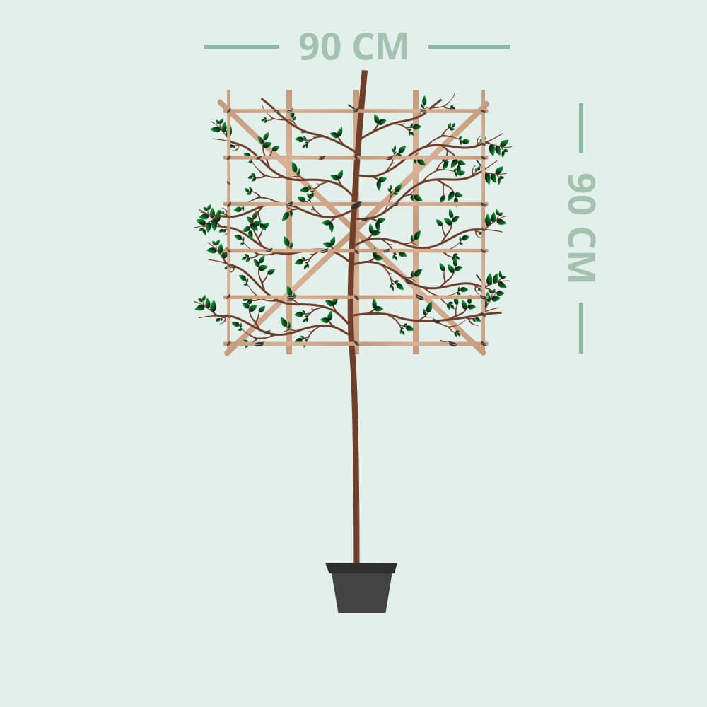 Portugiesischer Lorbeer als Spalierbaum