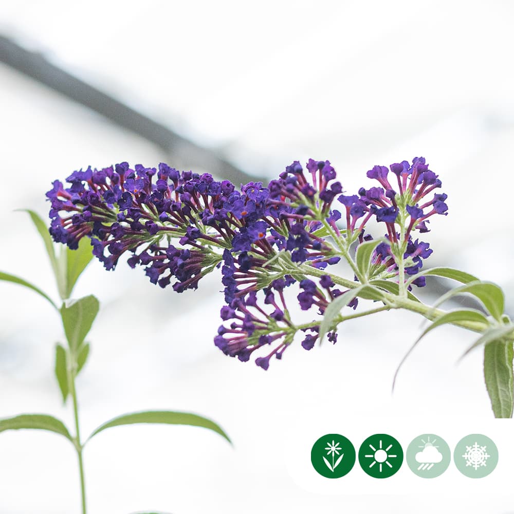 Schmetterlingsstrauch 'Black Knight' Hochstamm