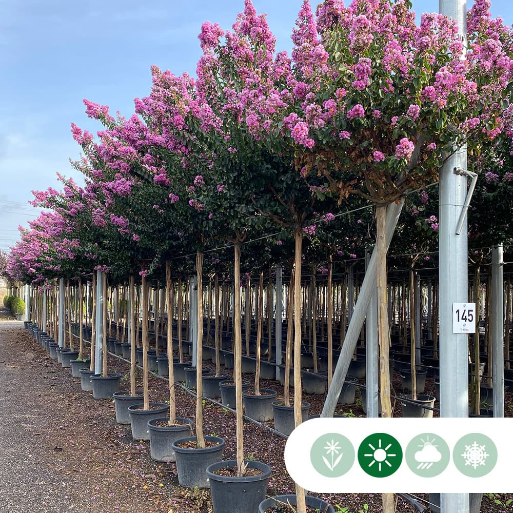 Chinesische Kräuselmyrte 'Rosea Grassi'
