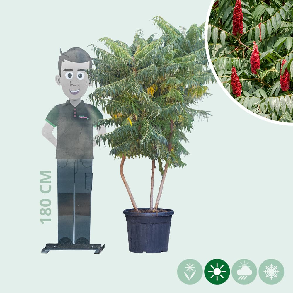Mehrstämmiger Essigbaum