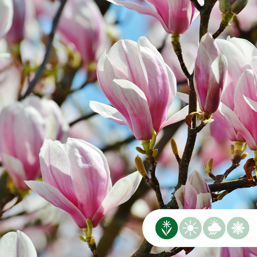 Magnolie 'Soulangeana'