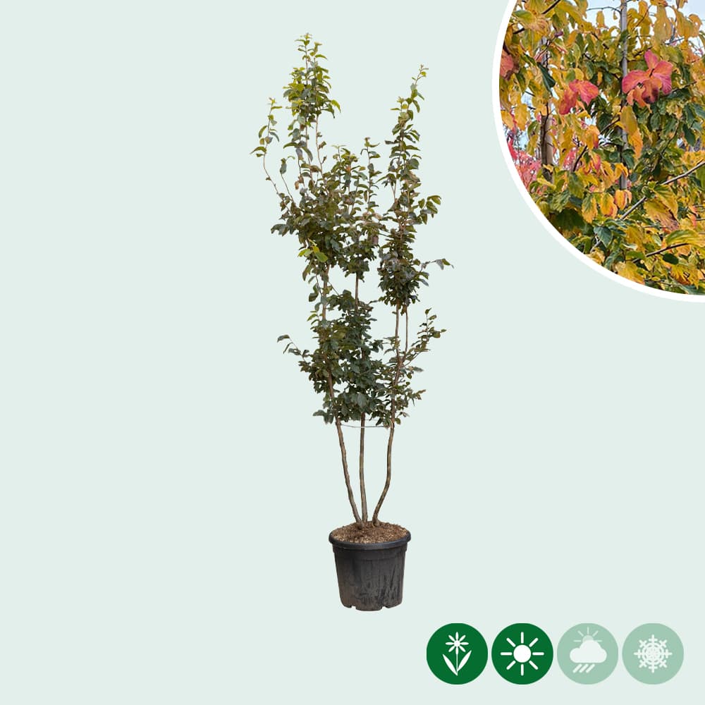 Eisenholzbaum mehrstämmig