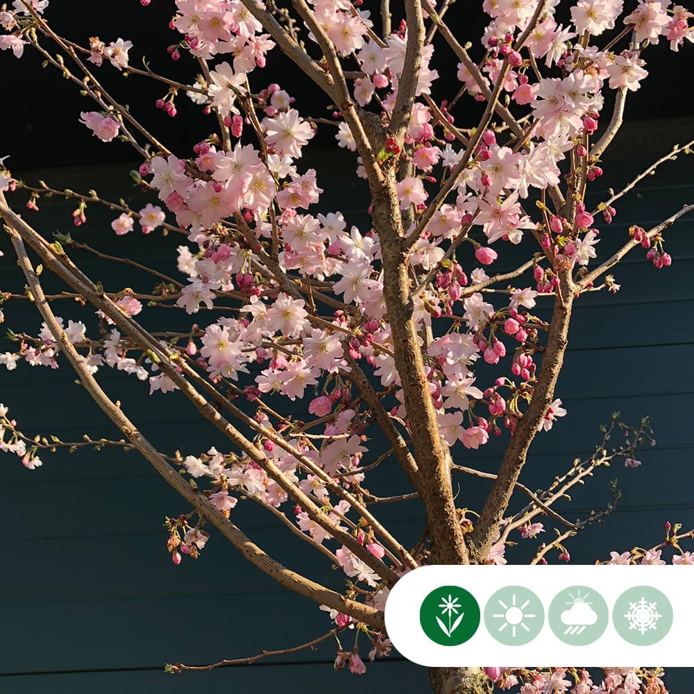 Japanische Blütenkirsche 'Autumnalis Rosea'