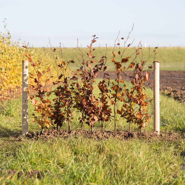 Blutbuchenhecke pro Meter zweireihig 2