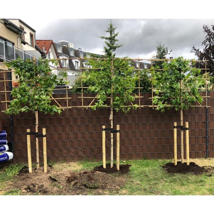 Amberbaum als Spalier