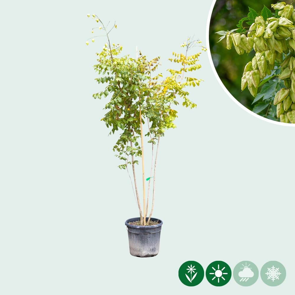 Chinesischer Lackbaum Mehrstämmig