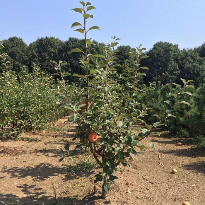 Malus d. 'Santana'