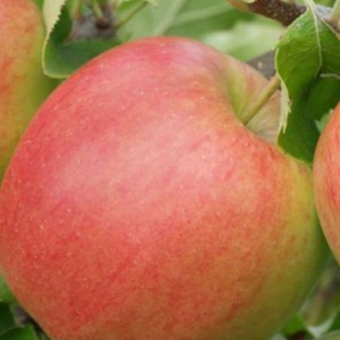 Apfelbaum Malus domestica Jonagold