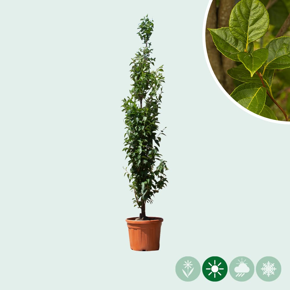 Japanische Storaxbaum 'June snow'