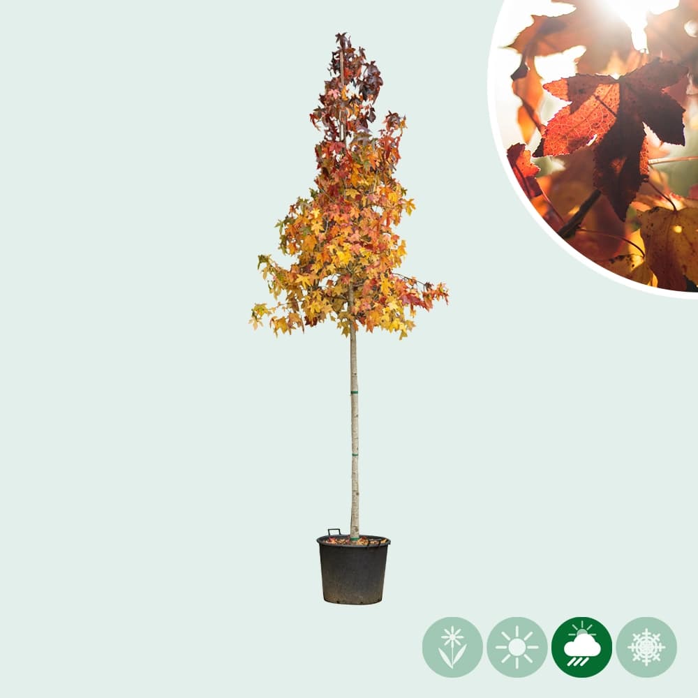 Amberbaum