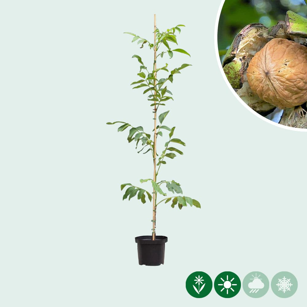 Juglans regia  'Coenen'