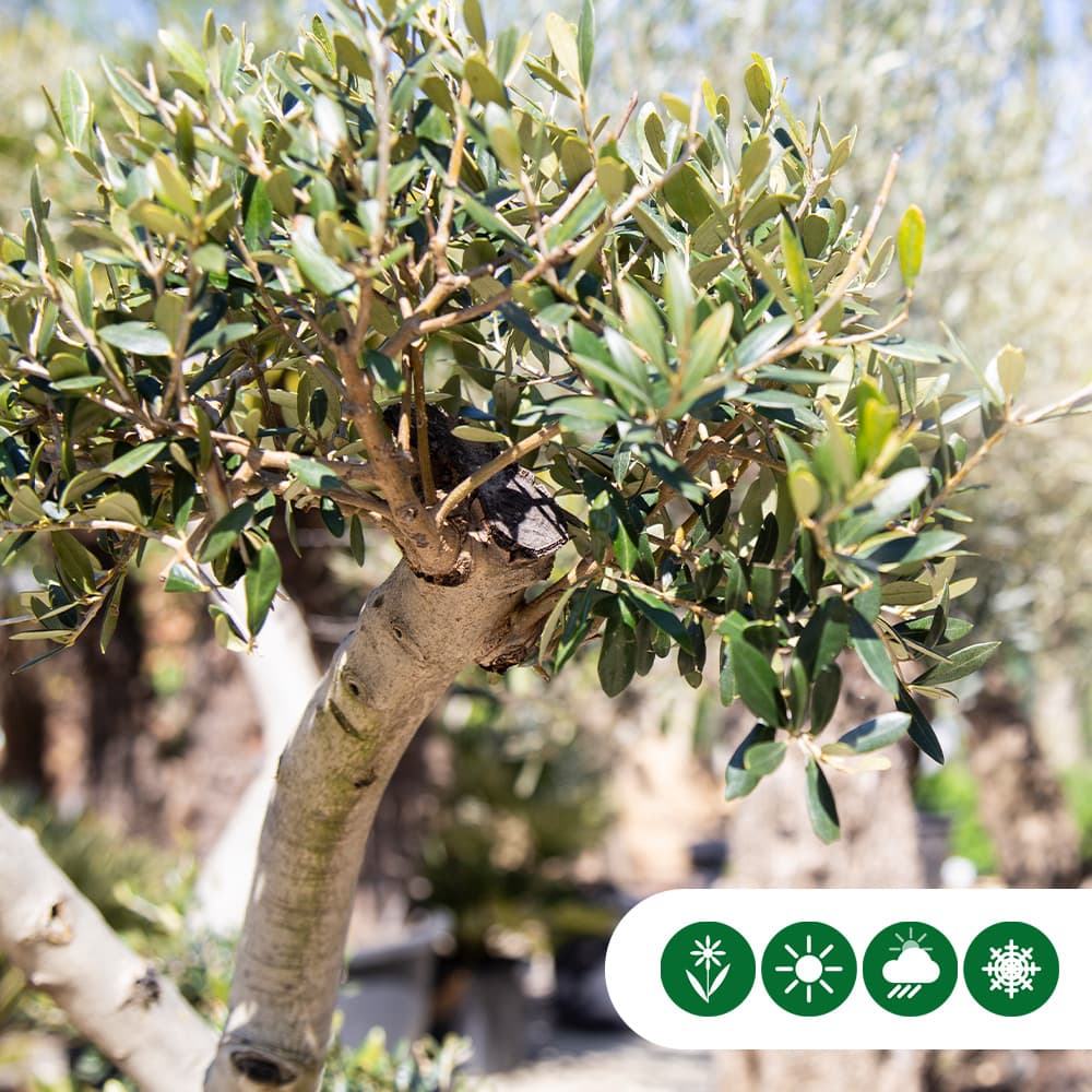 Olivenbaum 'Pom Pon'