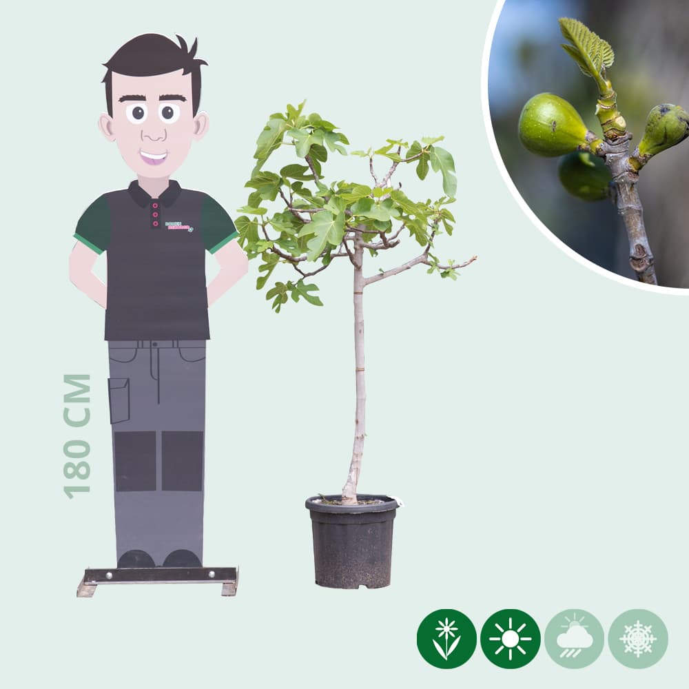 Feigenbaum 8/10 cm