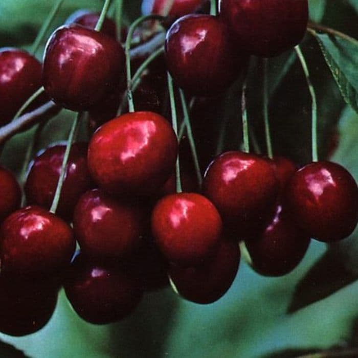 Prunus avium Stella 2