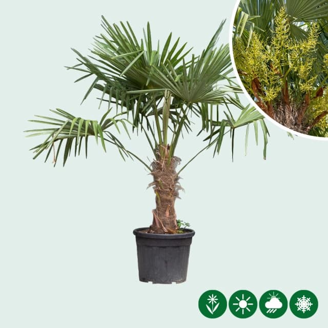 Chinesische Hanfpalme 40 cm Stammhöhe