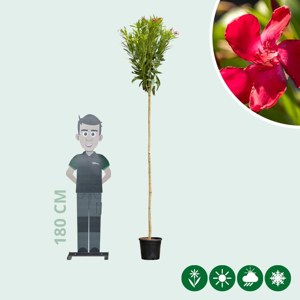 Rote oleander Hochstamm
