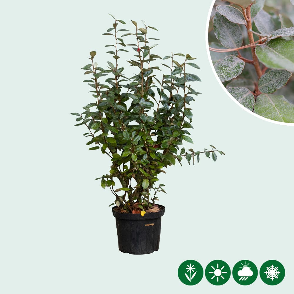 Ölweide Hecke 100 cm