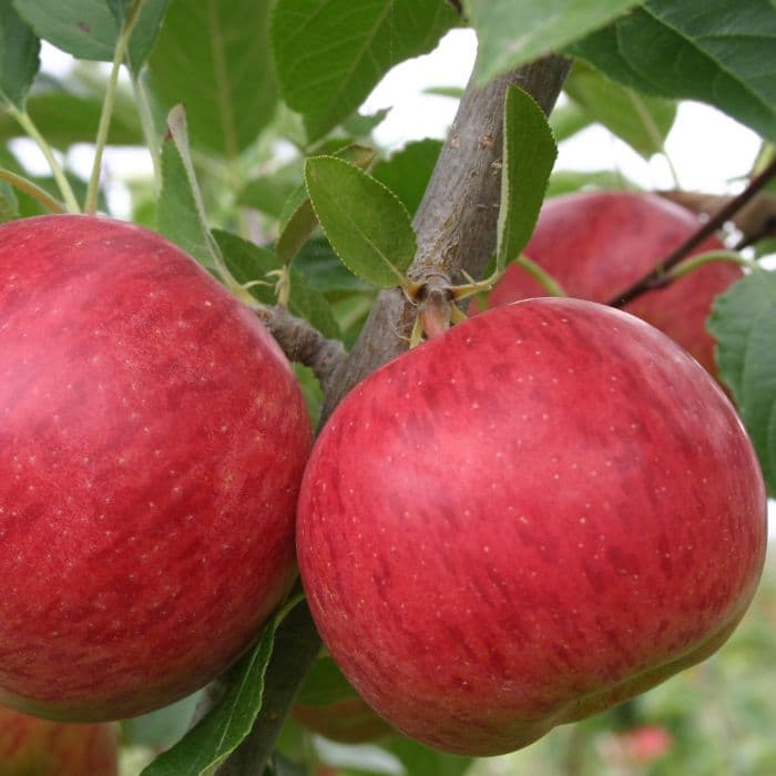 Apfelbaum Malus domestica Ecolette