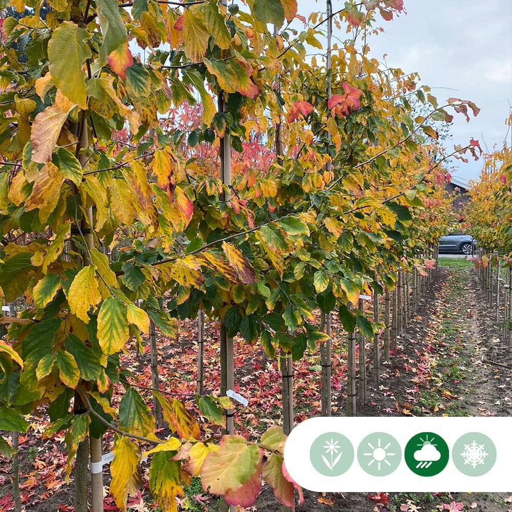 Persischer Eisenholzbaum als Spalier