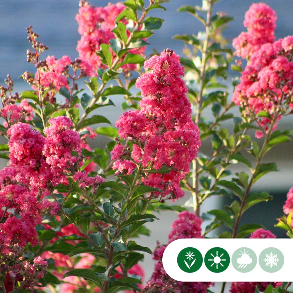Chinesische Kräuselmyrte 'Rosea'