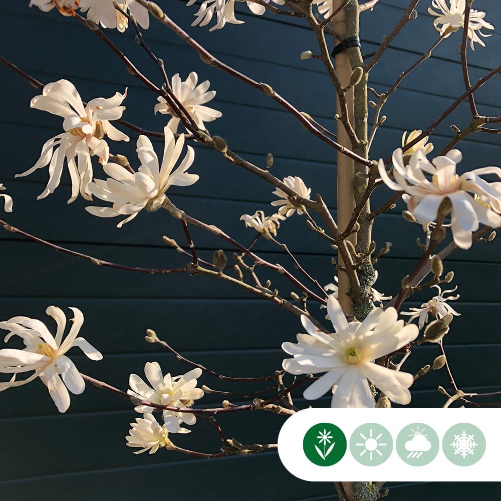 Magnolie 'Stellata'