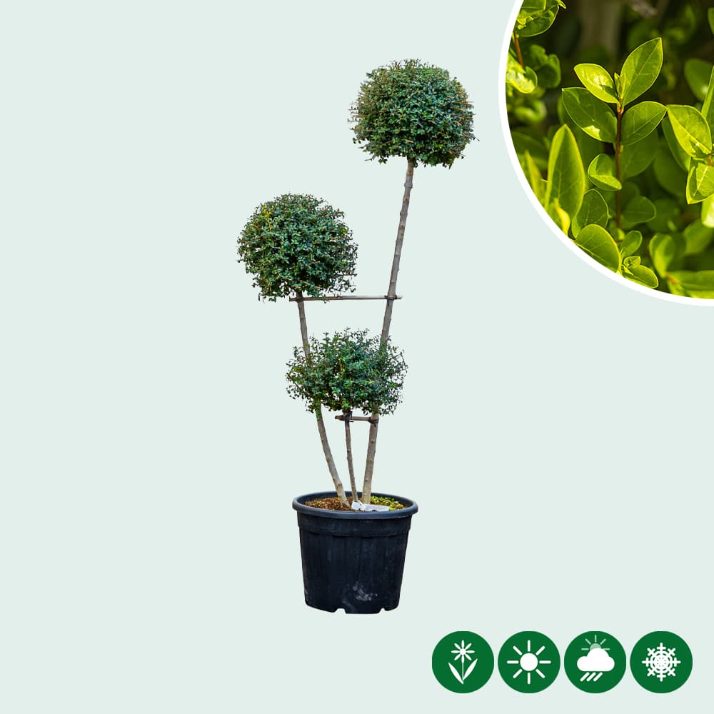 Kugel-Liguster Pompom