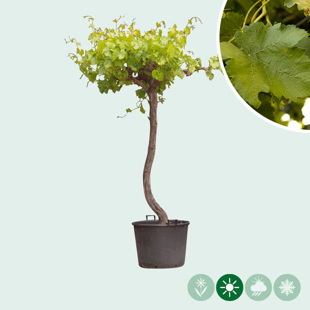 Traubenbaum