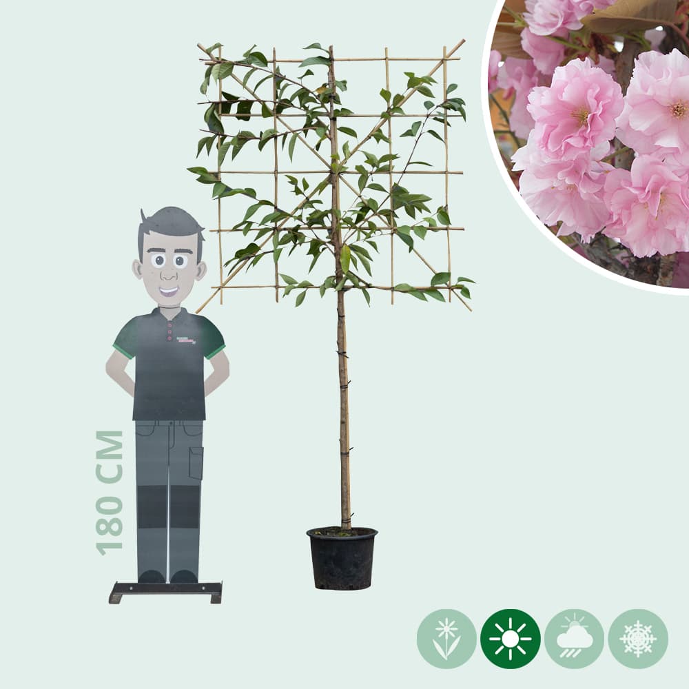 Japanische Zierkirsche als Spalier 120 cm