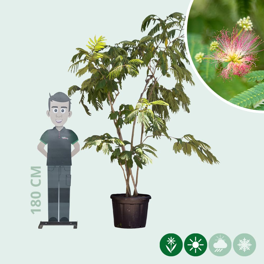 Persischer Schlafbaum mehrstämmig