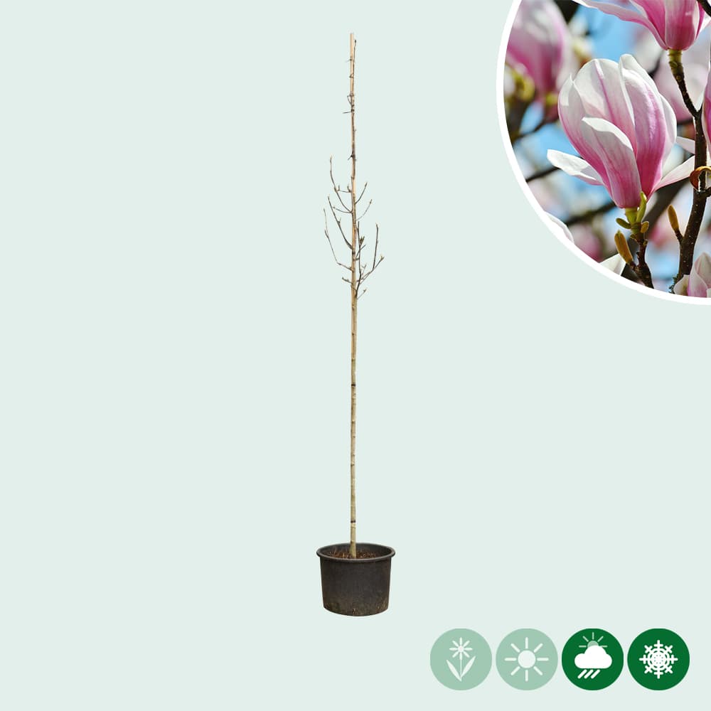 Magnolie 'Soulangeana'