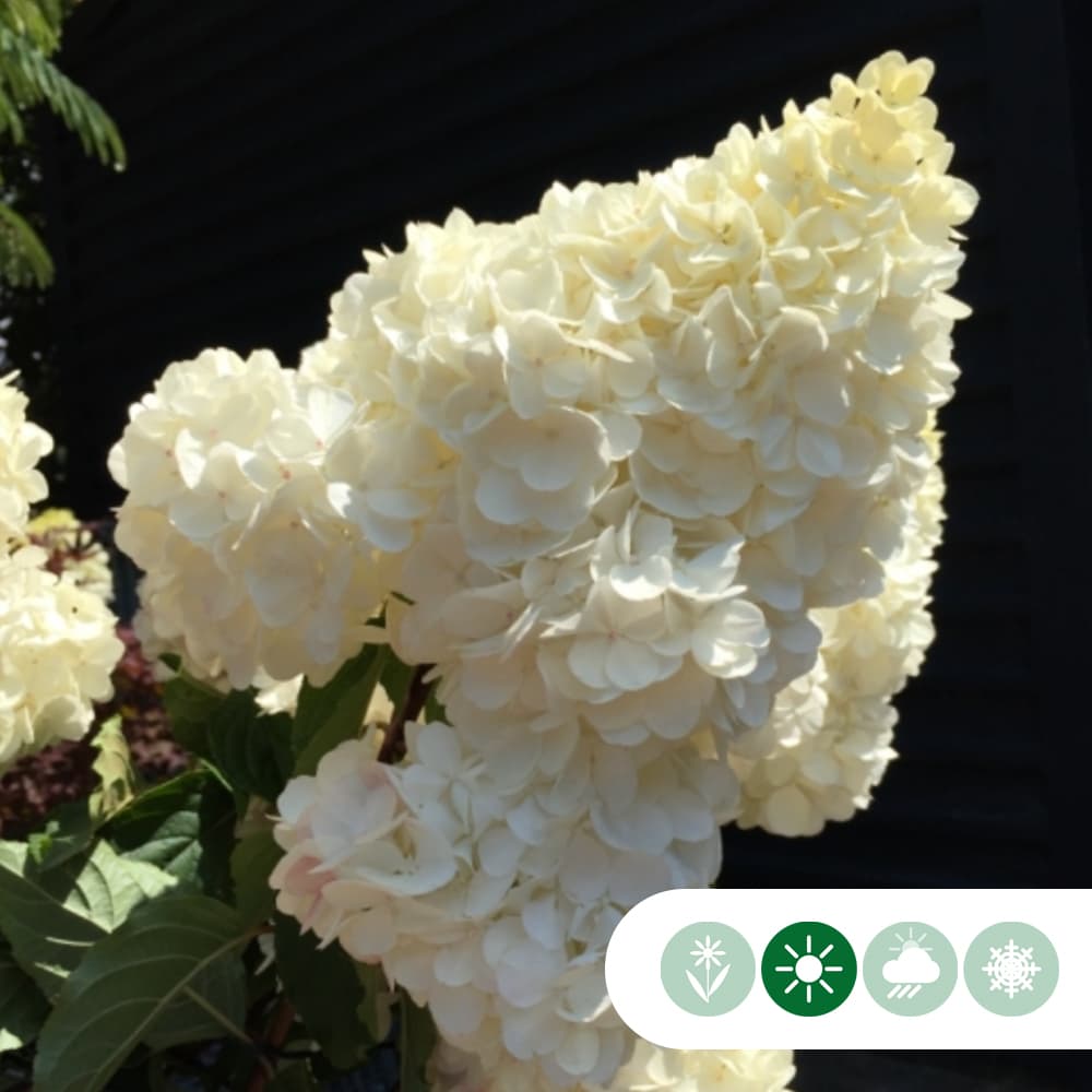 Hortensie 'Vanille Fraise' Halbstamm