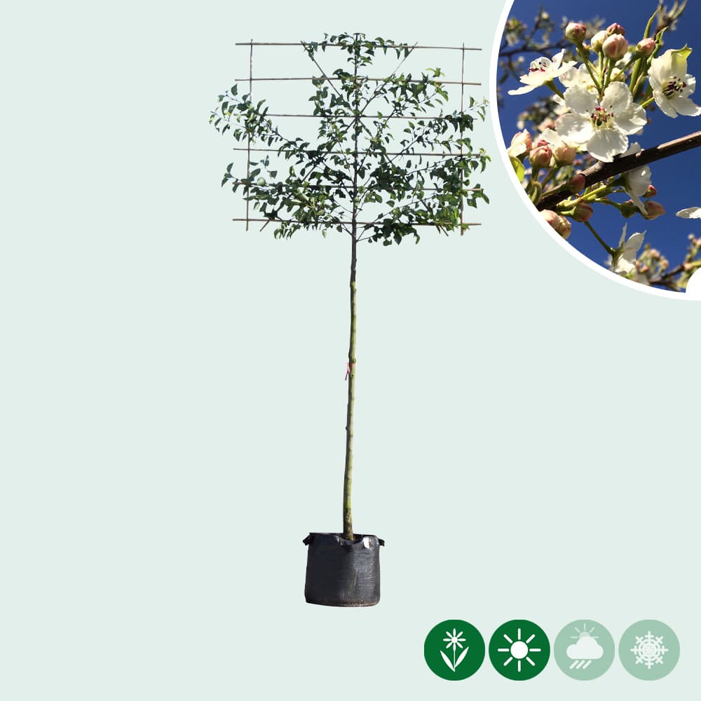 Zierbirne als Spalier