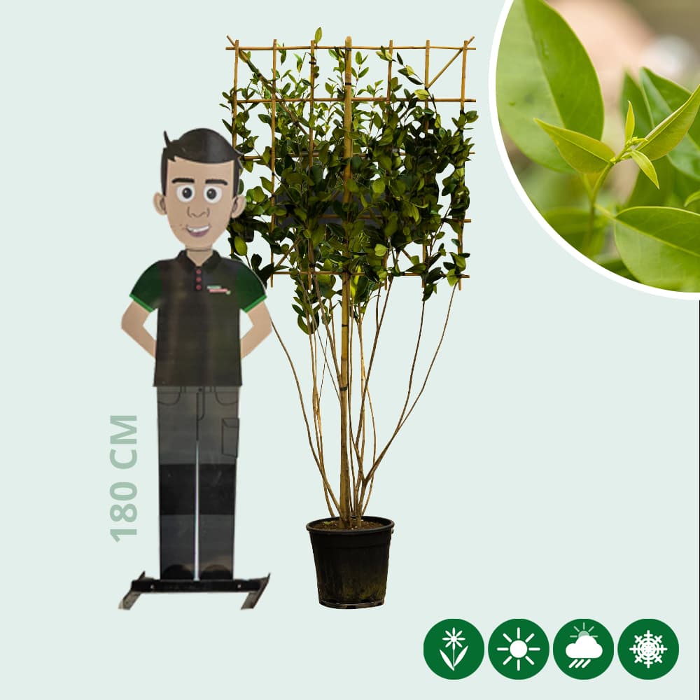 Japanische Liguster mehrstämmige Spalierbaum