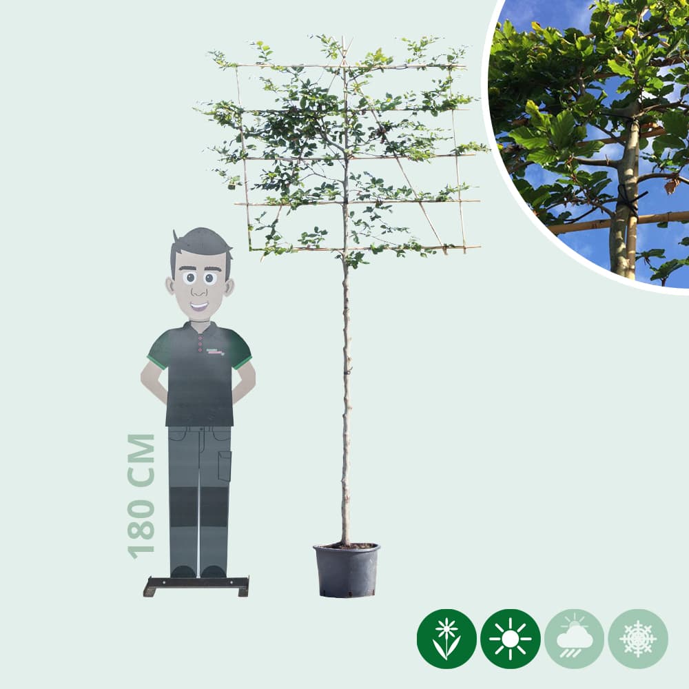 Rotbuche als Spalier