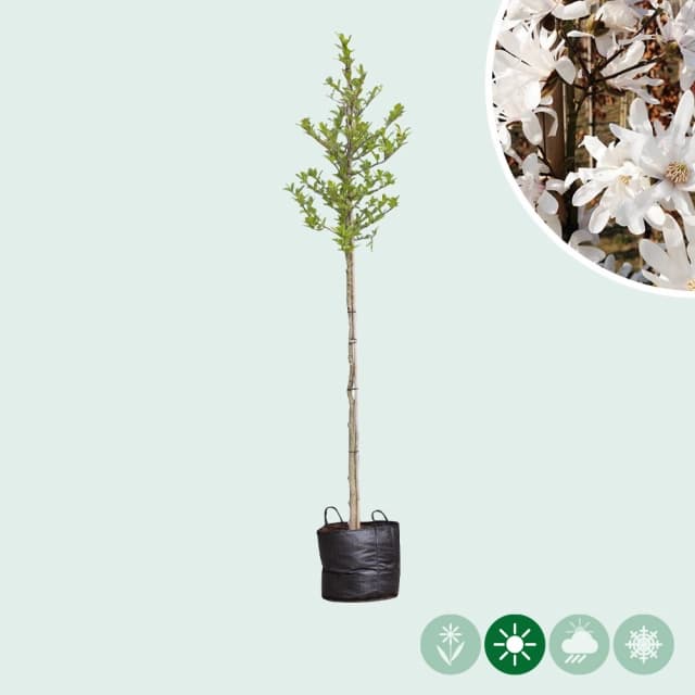 Magnolie stellata