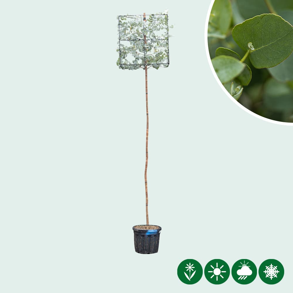 Mostgummi-Eukalyptus kubus