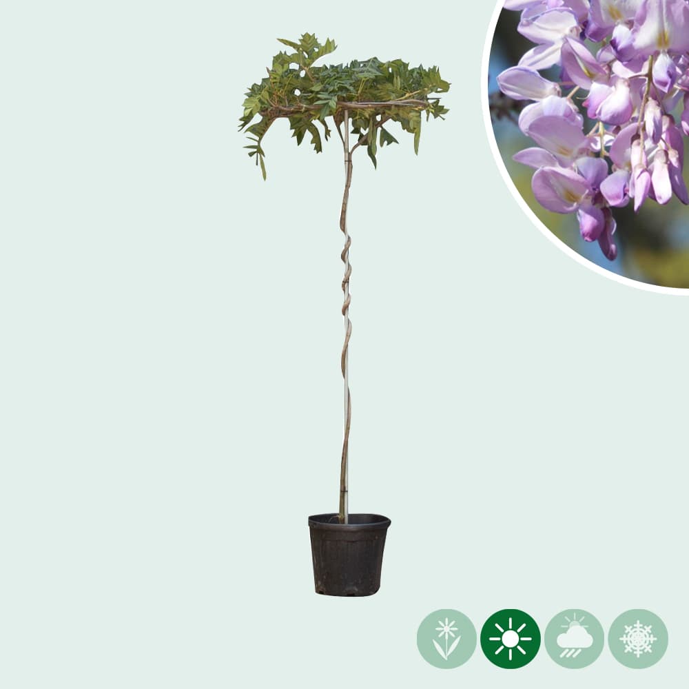 Blauregen als  Dachbaum