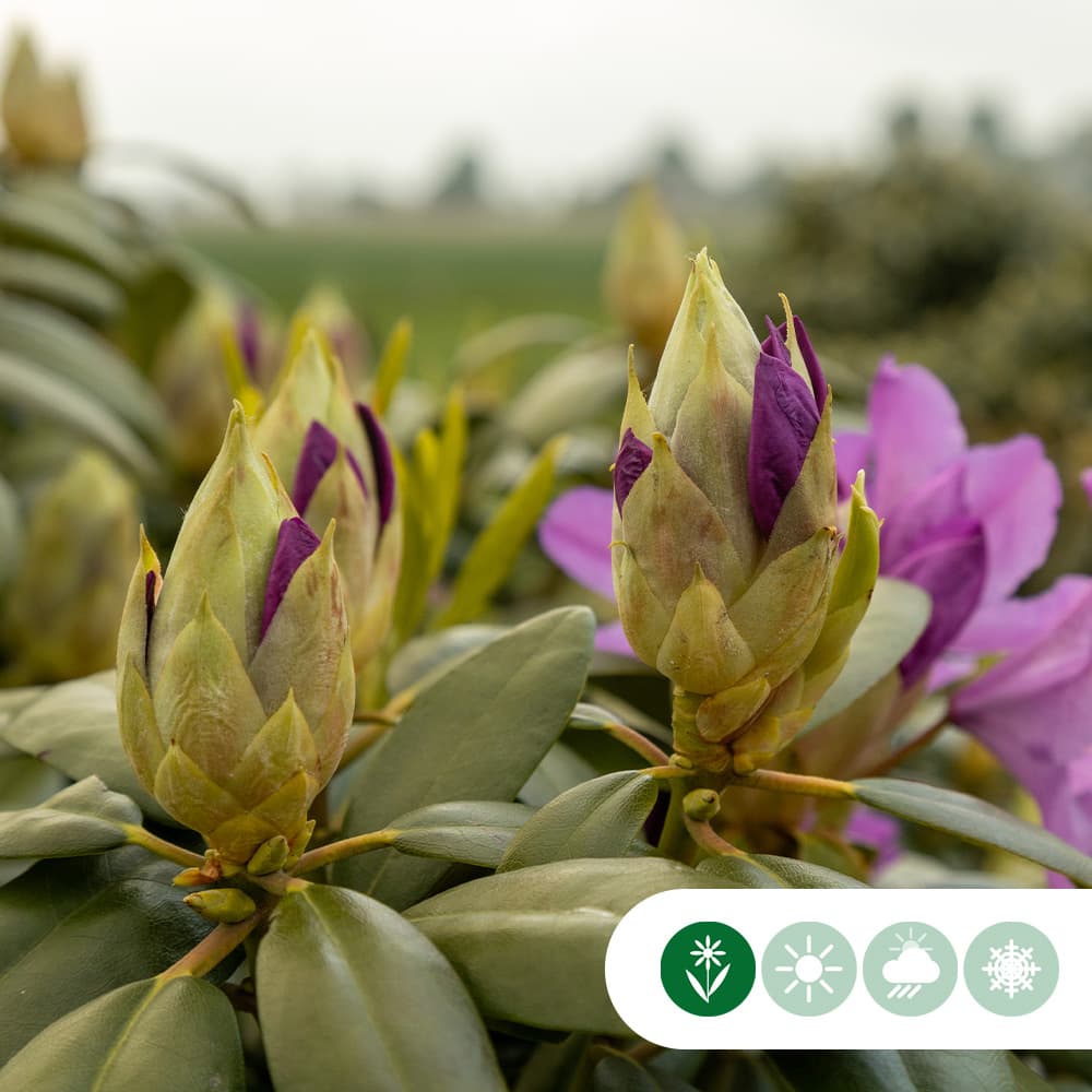 Rhododendron Azurro