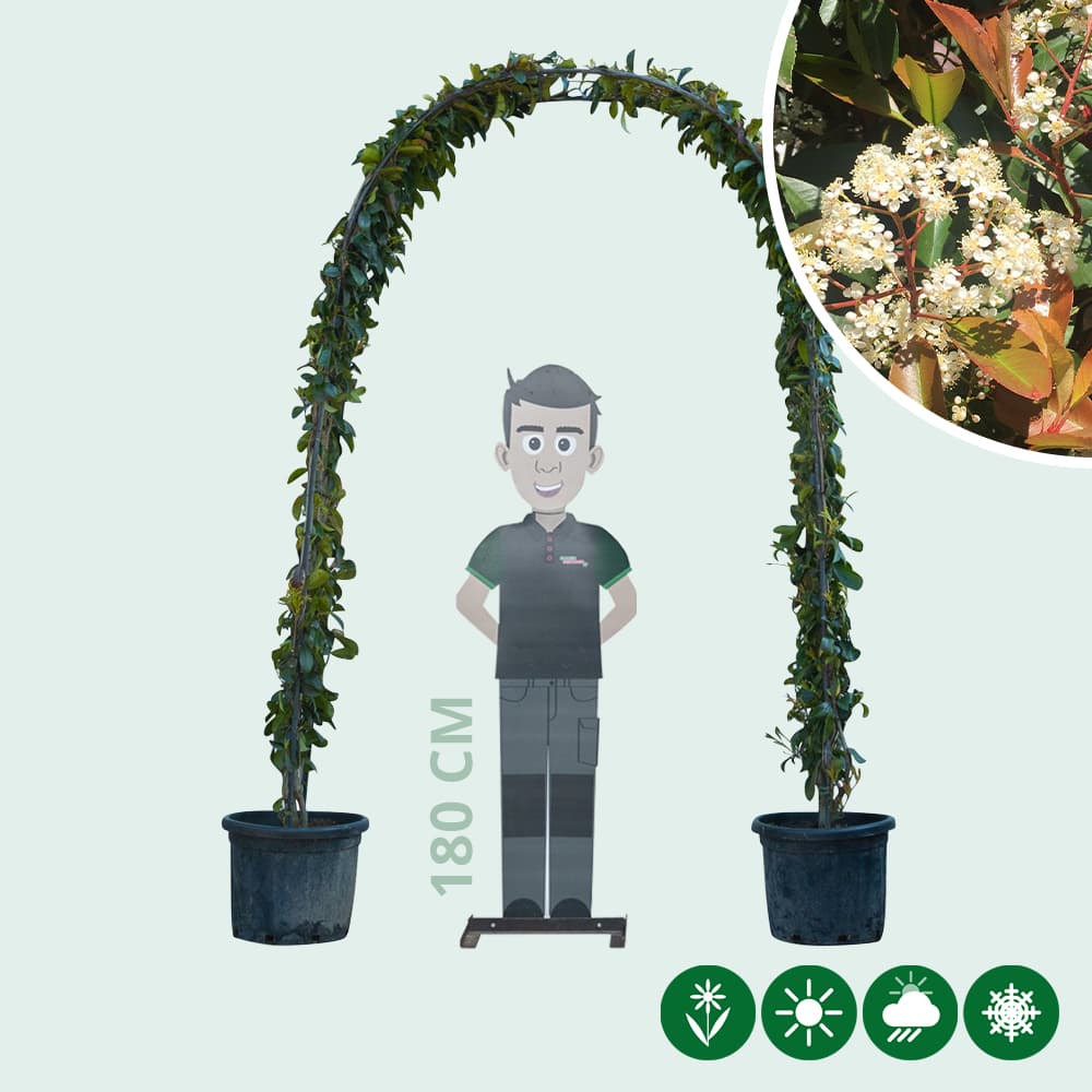 Glanzmispel Bogenform