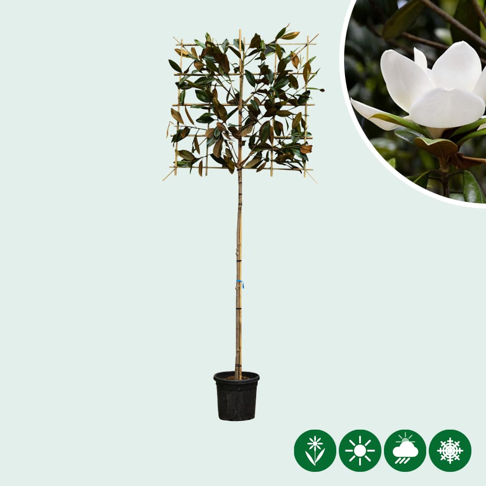 Magnolie grandiflora als Spalier