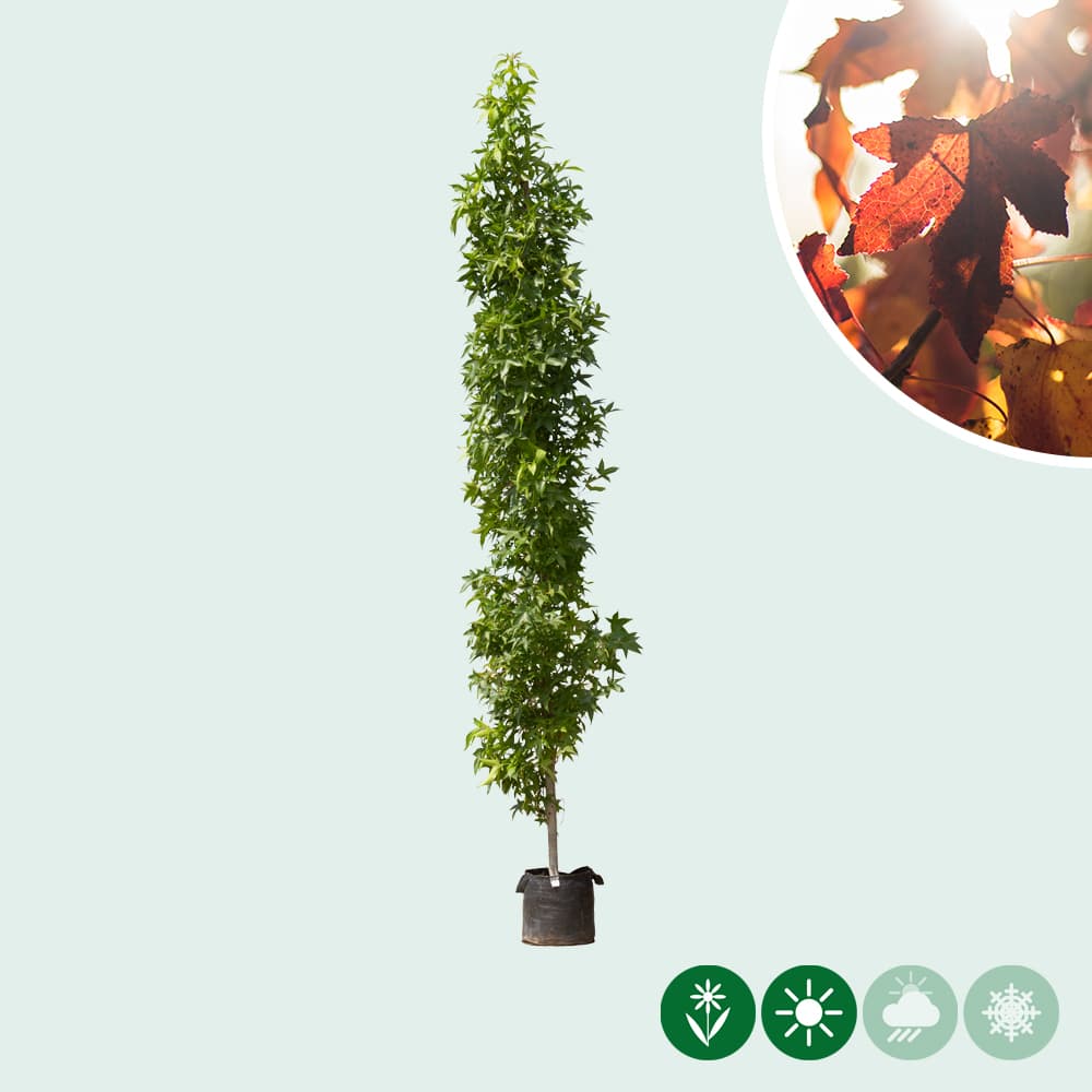Säulen Amberbaum