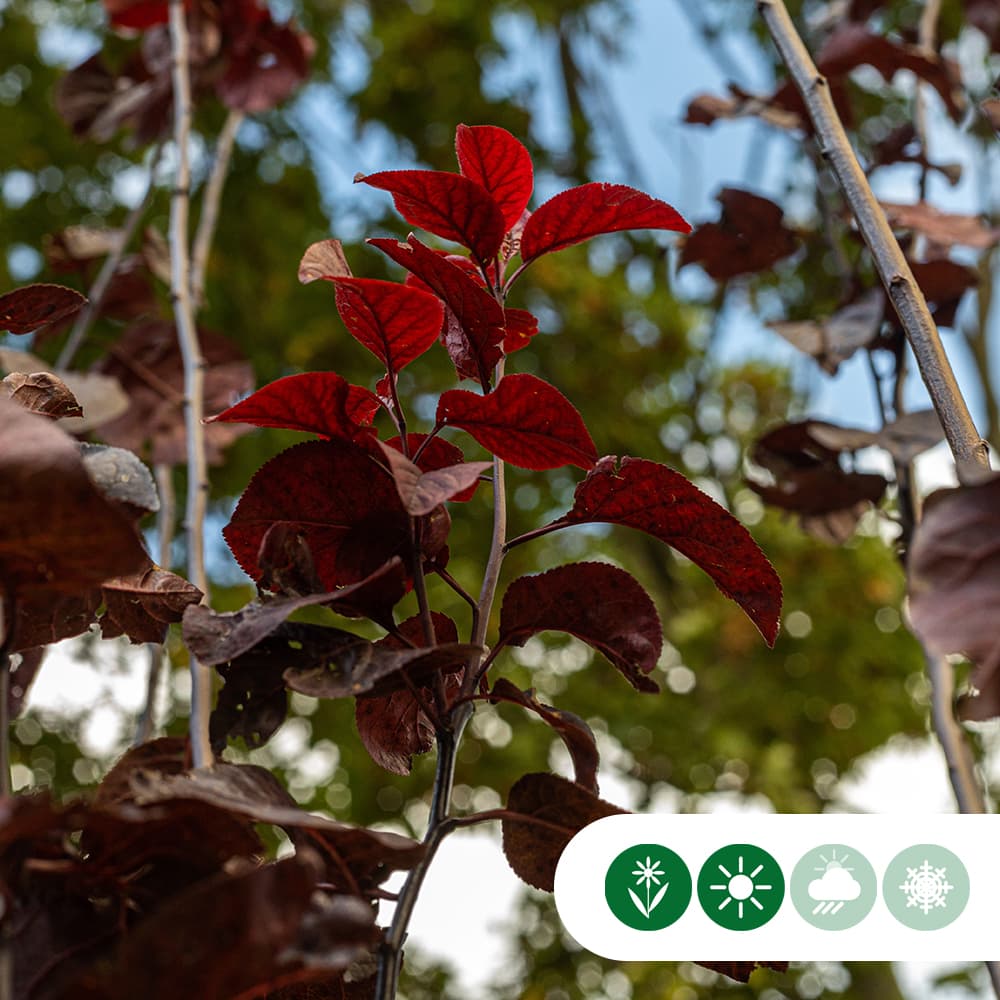 Blutpflaume Mehrstämmig